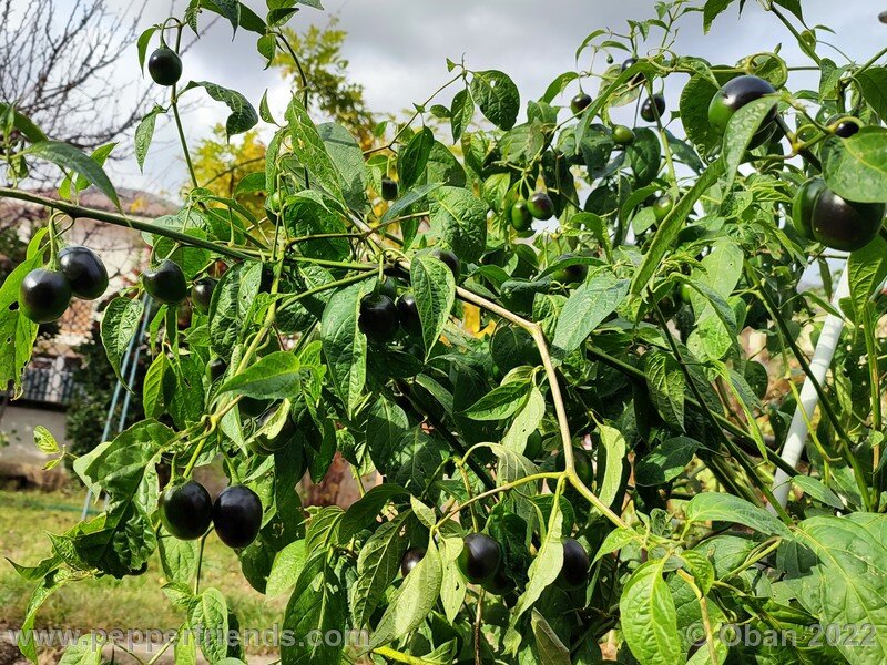 rocoto-mini-olive_004_23_1733174442_Peperoncini2022-1202.jpg