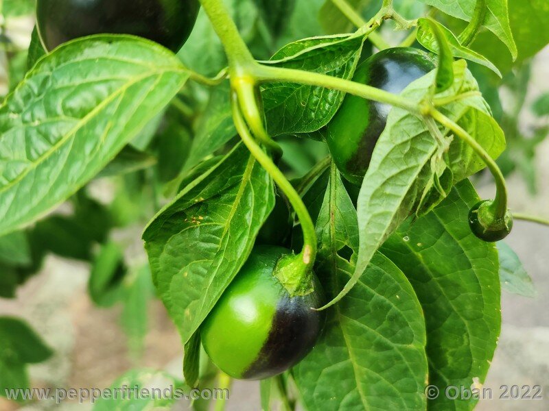 rocoto-mini-olive_004_24_1893780528_Peperoncini2022-1203.jpg