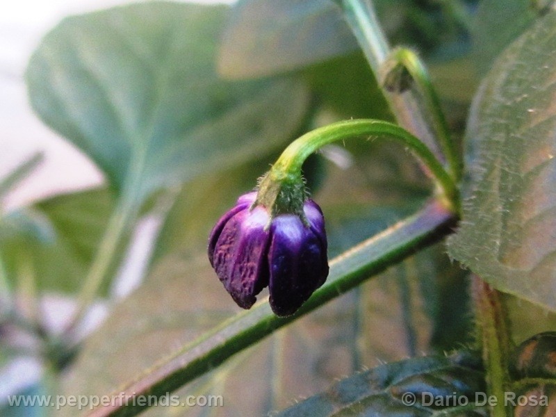 rocoto-mini_001_fiore_01.jpg