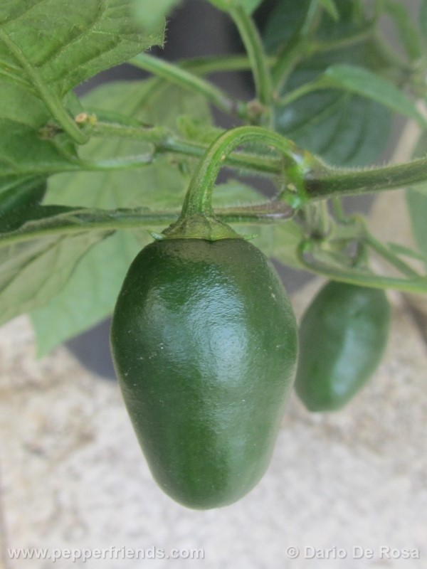 rocoto-mini_001_frutto_04.jpg