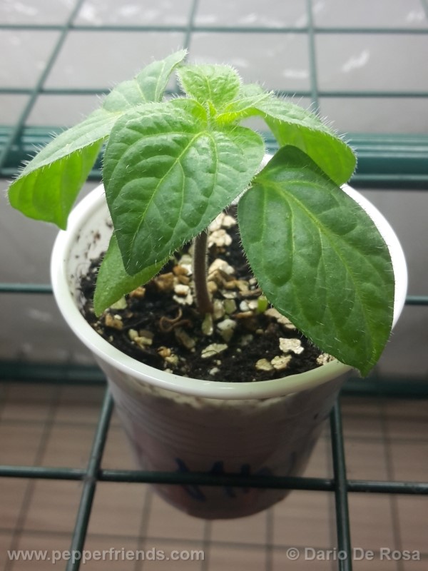 rocoto-mini_001_pianta_01.jpg