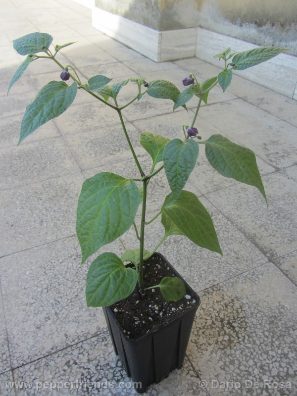 rocoto-mini_001_pianta_05.jpg