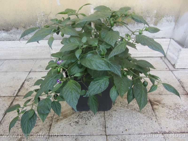 rocoto-mini_001_pianta_08.jpg