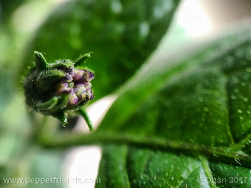 rocoto-montufar_001_fiore_04.jpg