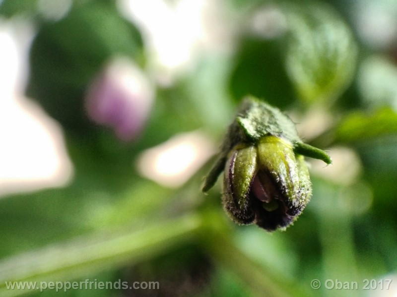 rocoto-montufar_001_fiore_05.jpg