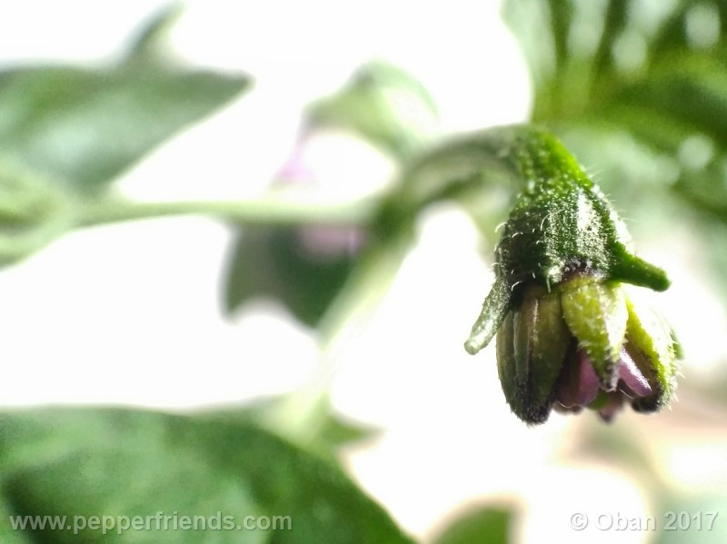 rocoto-montufar_001_fiore_06.jpg