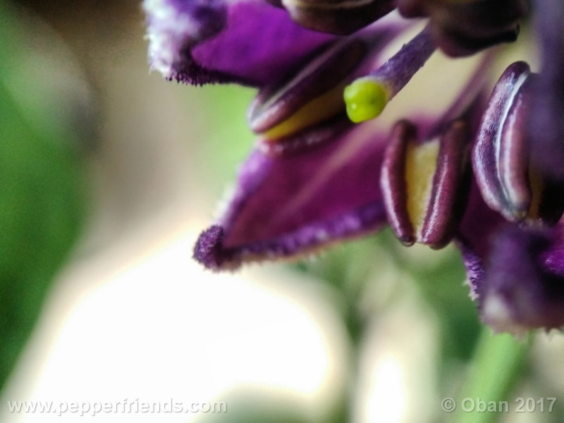 rocoto-montufar_001_fiore_11.jpg