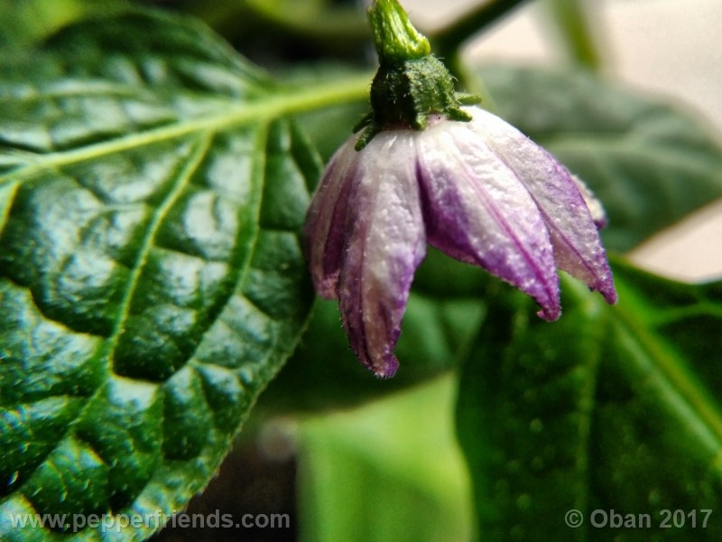 rocoto-montufar_001_fiore_13.jpg