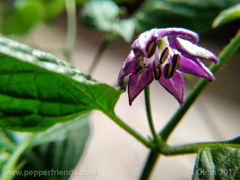 rocoto-montufar_001_fiore_14.jpg