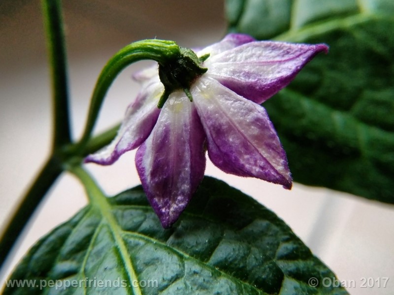 rocoto-montufar_001_fiore_18.jpg