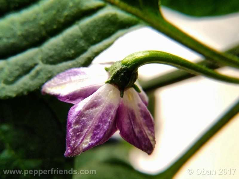 rocoto-montufar_001_fiore_19.jpg