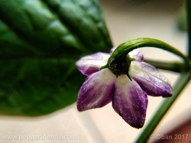 rocoto-montufar_001_fiore_20.jpg