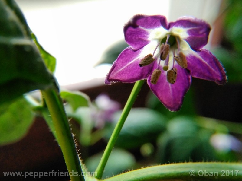 rocoto-montufar_001_fiore_21.jpg