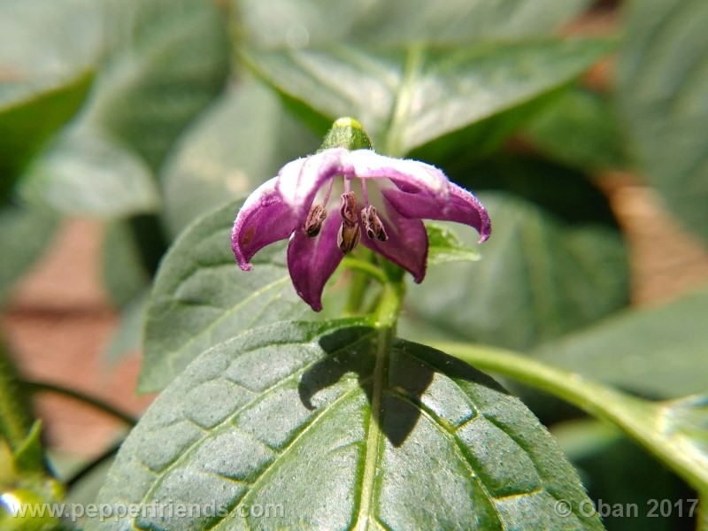 rocoto-montufar_001_fiore_23.jpg