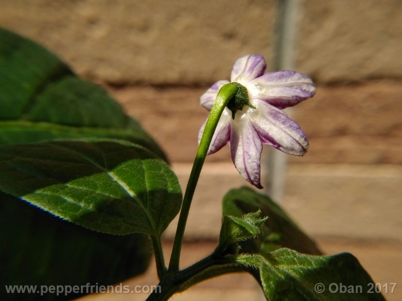 rocoto-montufar_001_fiore_24.jpg