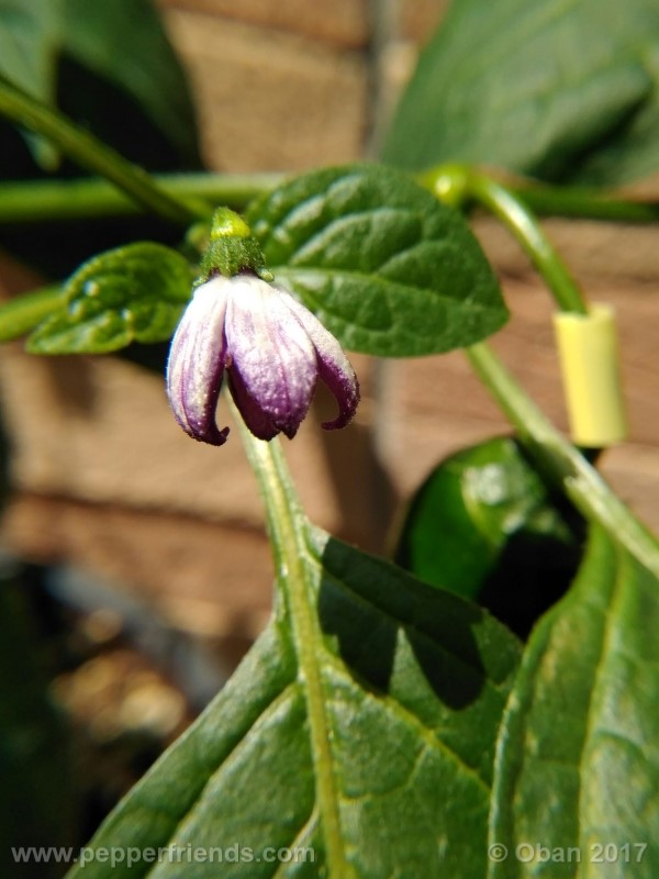 rocoto-montufar_001_fiore_25.jpg