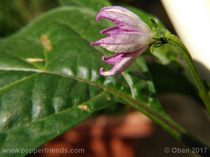 rocoto-montufar_001_fiore_26.jpg