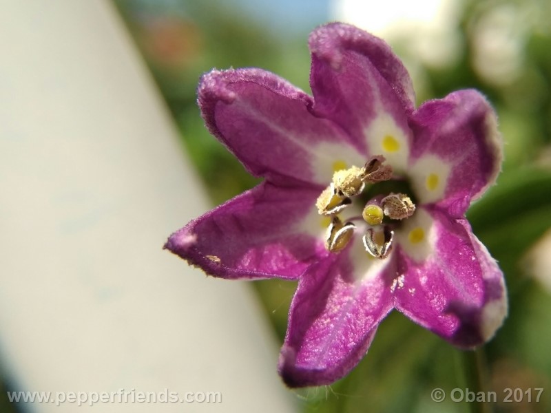 rocoto-montufar_001_fiore_27.jpg