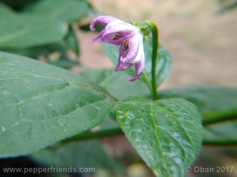 rocoto-montufar_001_fiore_28.jpg