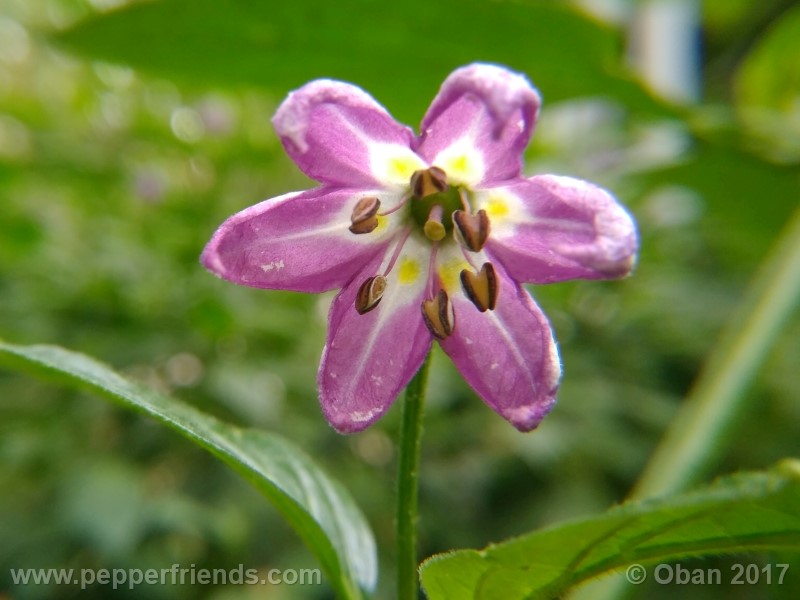 rocoto-montufar_001_fiore_29.jpg