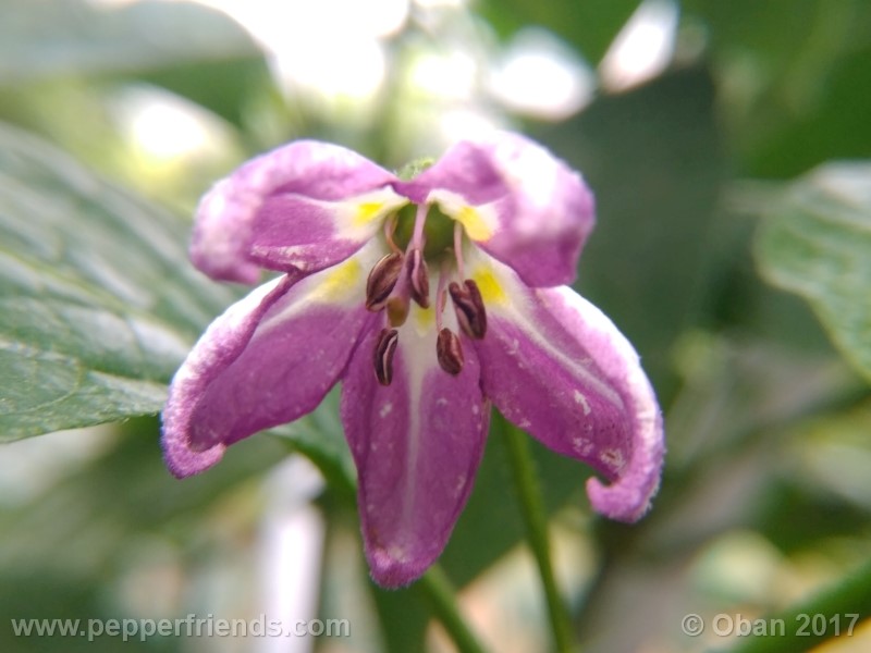 rocoto-montufar_001_fiore_30.jpg