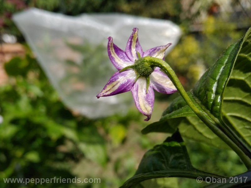 rocoto-montufar_001_fiore_31.jpg