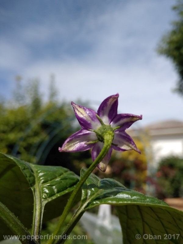 rocoto-montufar_001_fiore_32.jpg