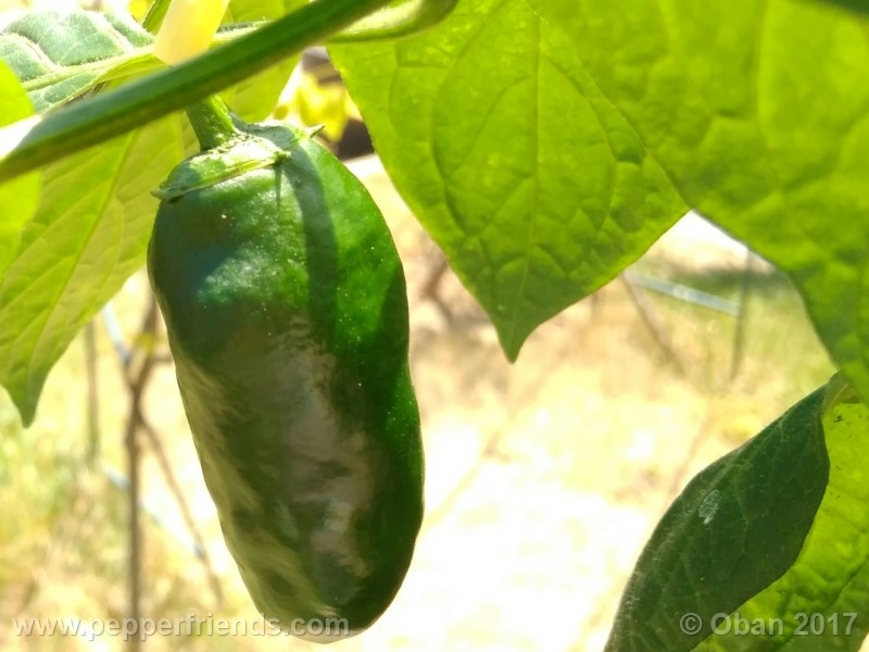 rocoto-montufar_001_frutto_04.jpg