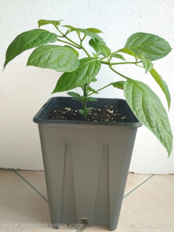 rocoto-montufar_001_pianta_16.jpg