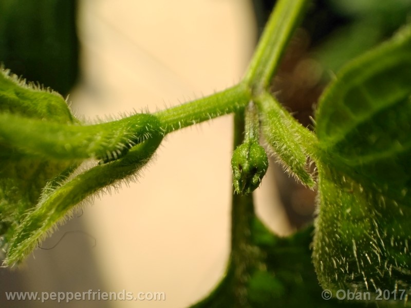 rocoto-montufar_001_pianta_21.jpg