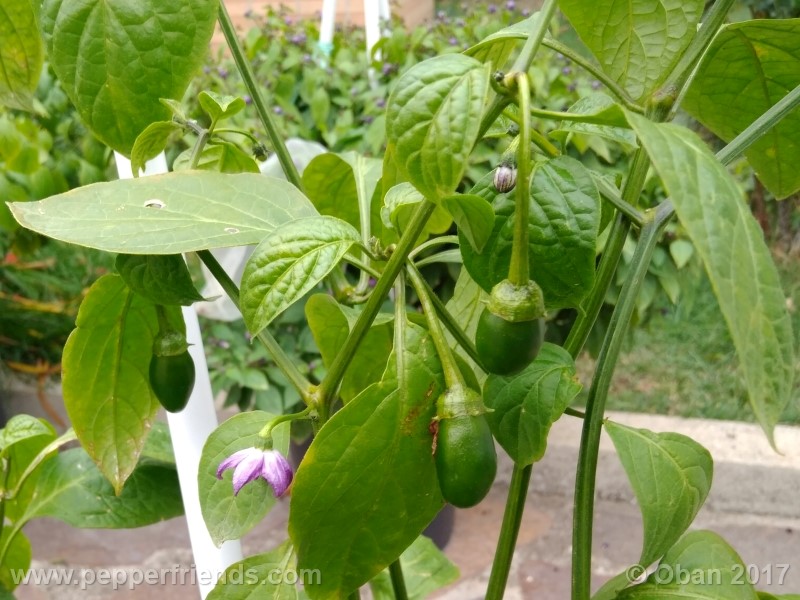 rocoto-montufar_001_pianta_34.jpg