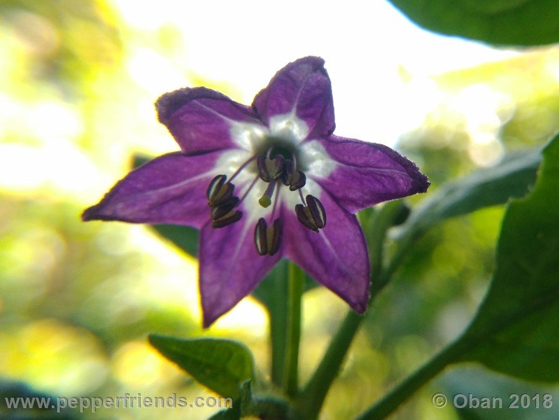 rocoto-montufar_002_fiore_01.jpg