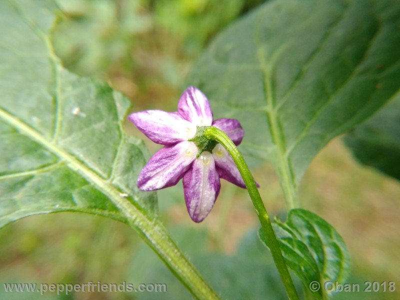 rocoto-montufar_002_fiore_02.jpg