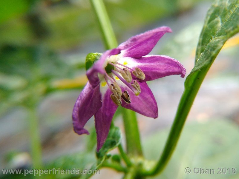 rocoto-montufar_002_fiore_03.jpg