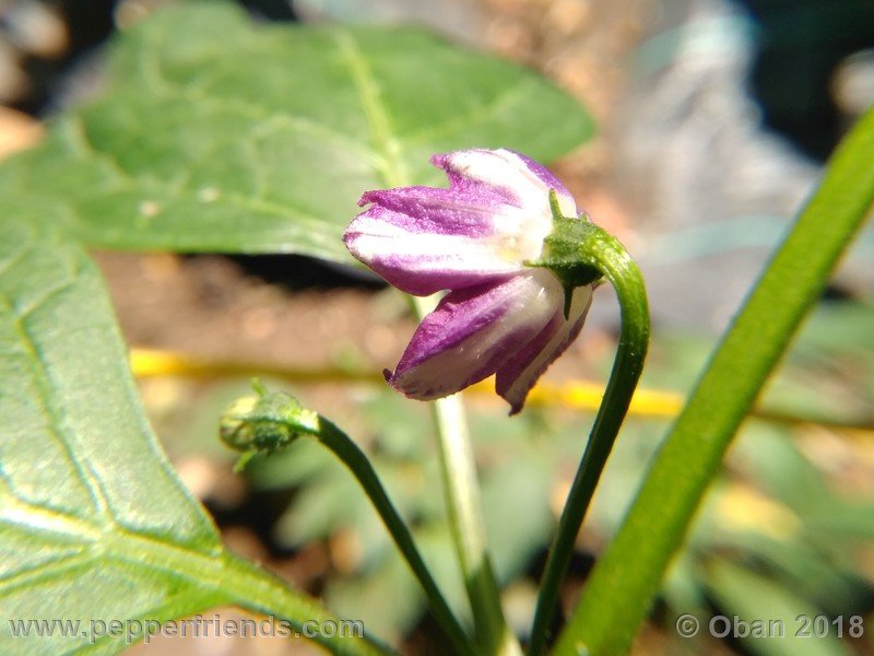 rocoto-montufar_002_fiore_04.jpg