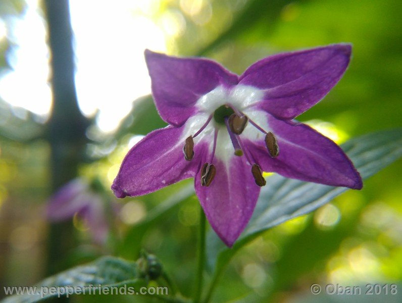 rocoto-montufar_002_fiore_05.jpg