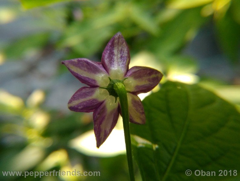 rocoto-montufar_002_fiore_06.jpg