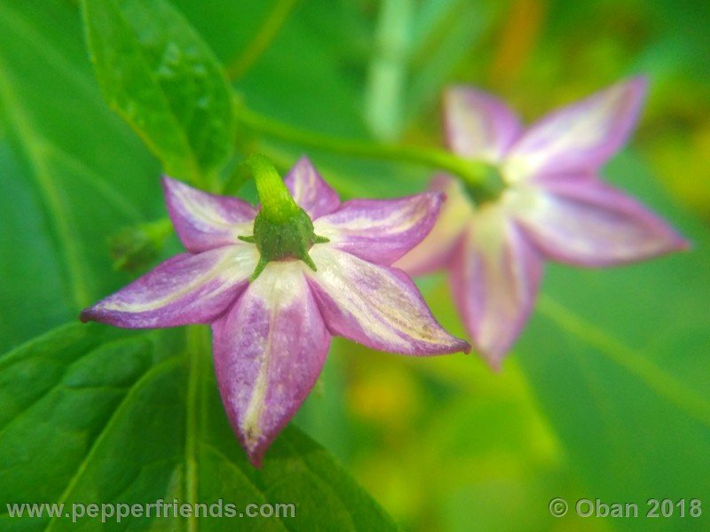 rocoto-montufar_002_fiore_07.jpg