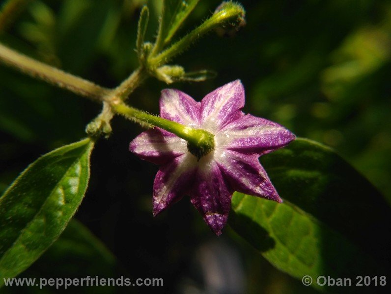 rocoto-montufar_002_fiore_09.jpg