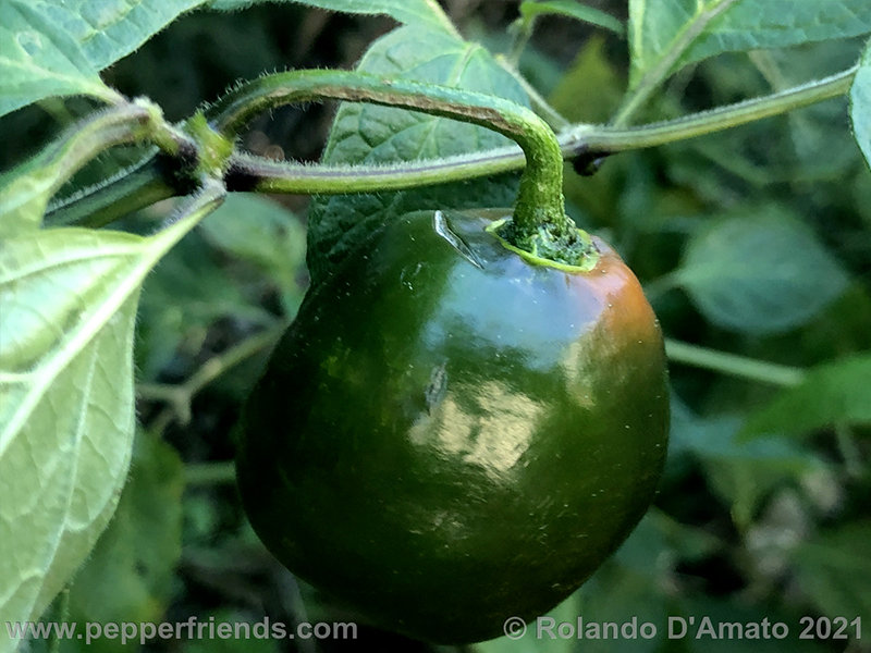 rocoto-orange-ollantaytambo_001_2_2.jpg