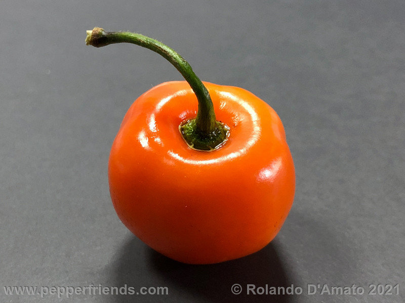 https://www.pepperfriends.org/uploads/rocoto-orange-ollantaytambo/001/rocoto-orange-ollantaytambo_001_3_3.jpg