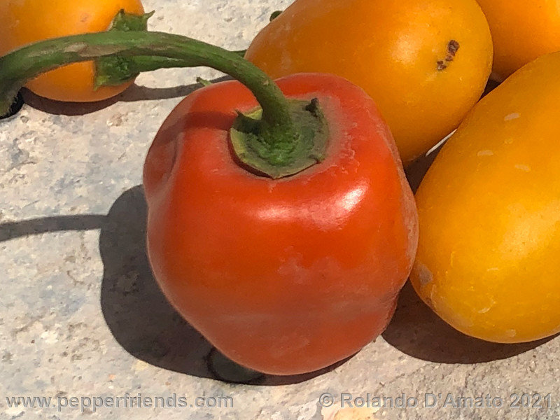rocoto-orange-ollantaytambo_001_5_5.jpg