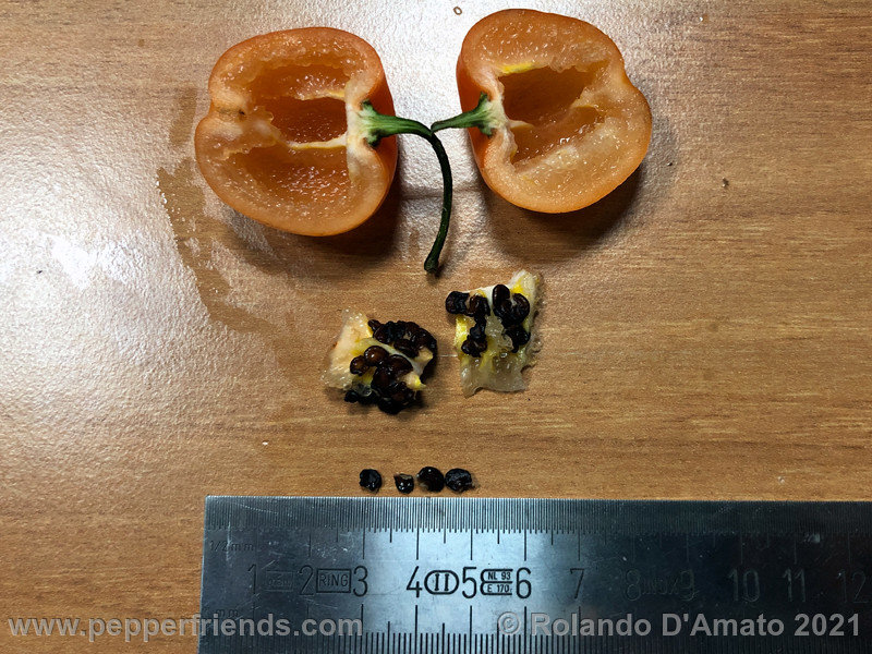 rocoto-orange-ollantaytambo_001_7_7.jpg