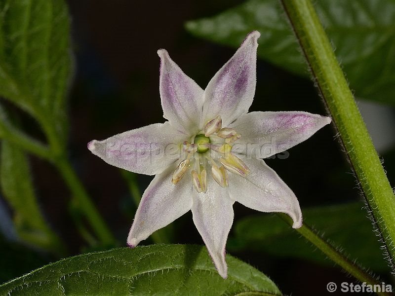 rocoto-otavalo_001_fiore_03.jpg