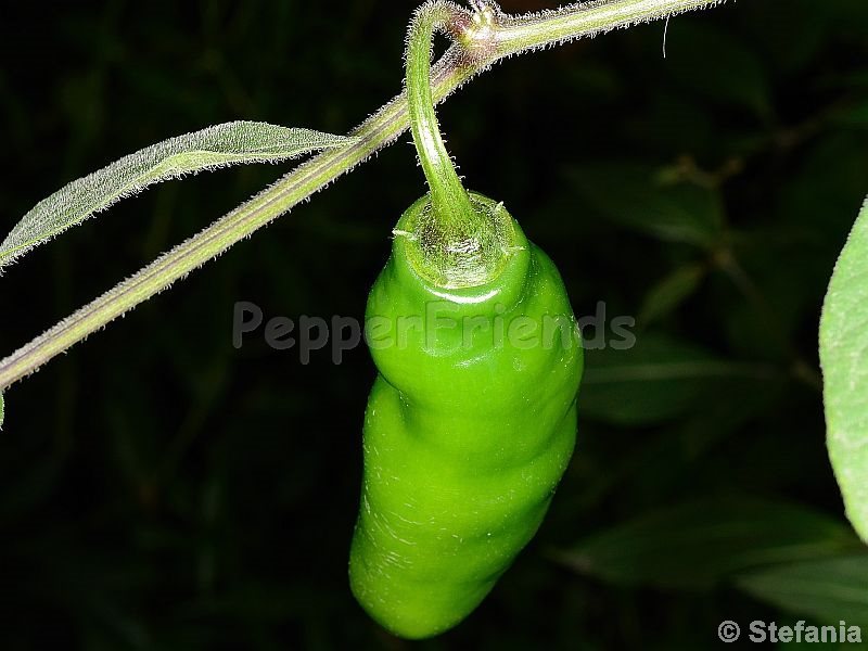 rocoto-otavalo_001_frutto_01.jpg