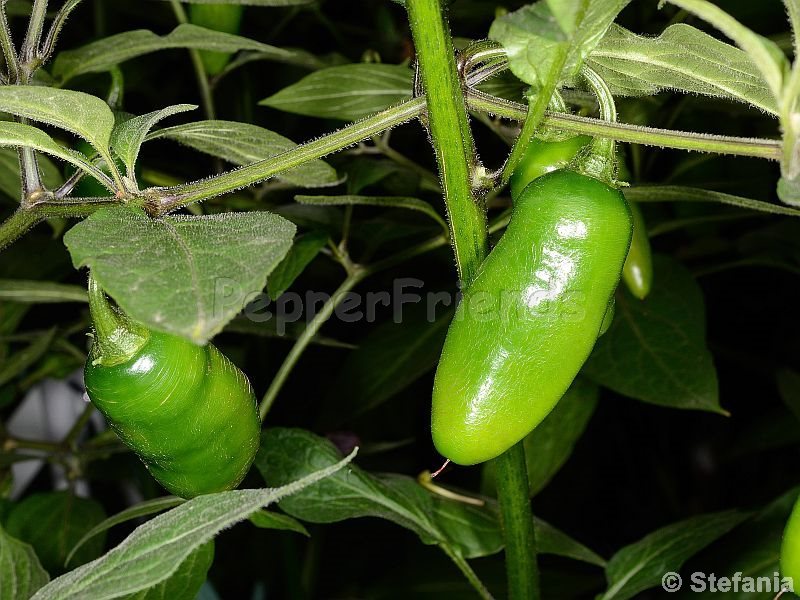 rocoto-otavalo_001_frutto_02.jpg