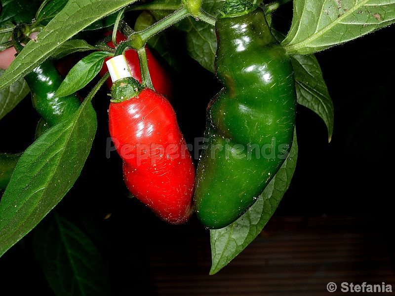 https://www.pepperfriends.org/uploads/rocoto-otavalo/001/rocoto-otavalo_001_frutto_03.jpg