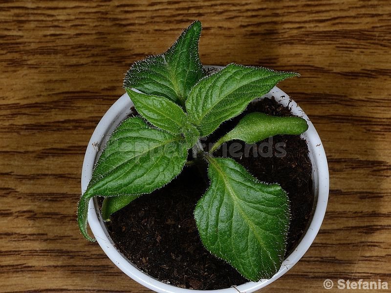 rocoto-otavalo_001_pianta_01.jpg