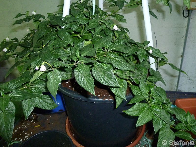 rocoto-otavalo_001_pianta_02.jpg