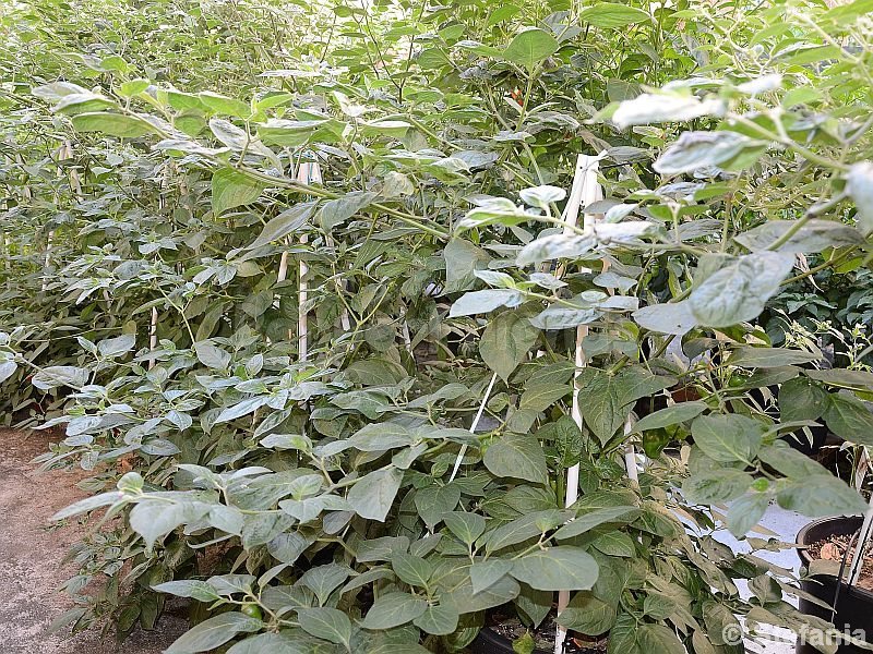 rocoto-otavalo_001_pianta_03.jpg